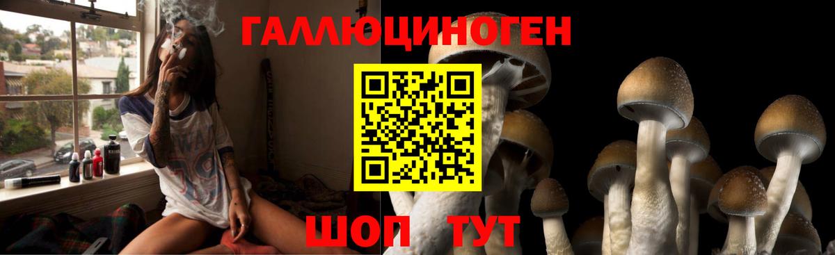 Псилоцибиновые грибы Psilocybine cubensis Махачкала